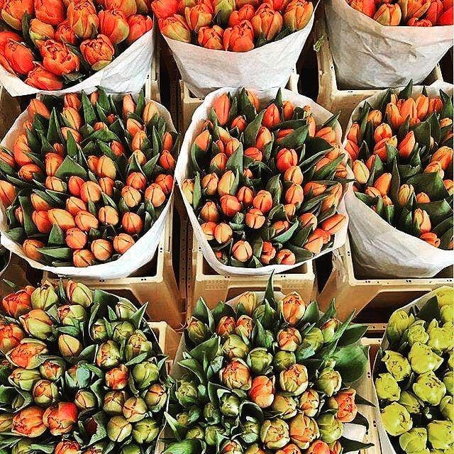 instagram.com/latusavf