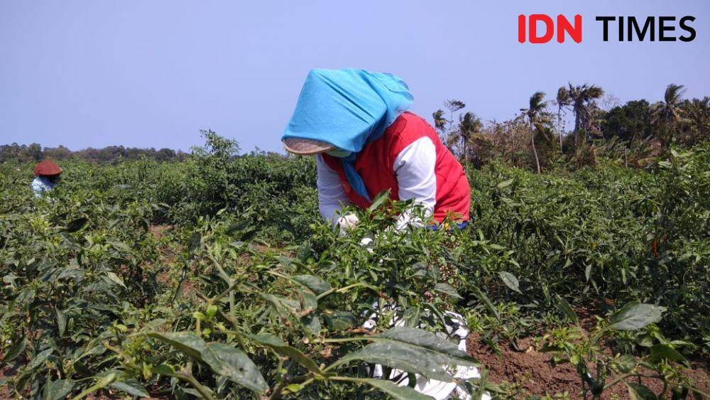 IDN Times/Daruwaskita