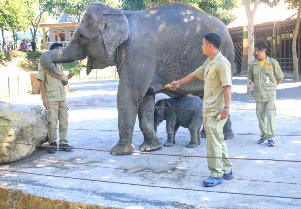 IDN Times/ Alfi Ramadana