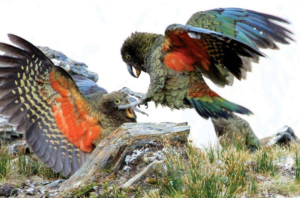wilderlife.nz