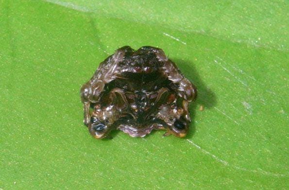 incrediblethings.com