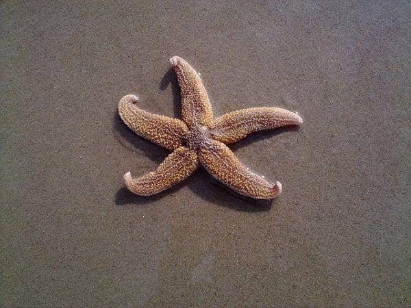 pixabay/BarbelNaujack