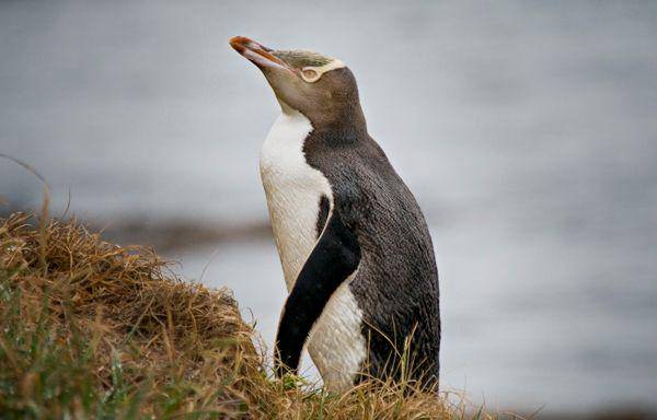 penguins.org.nz
