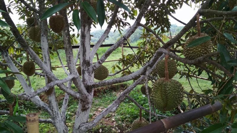 nglanggeran-patuk.desa.id