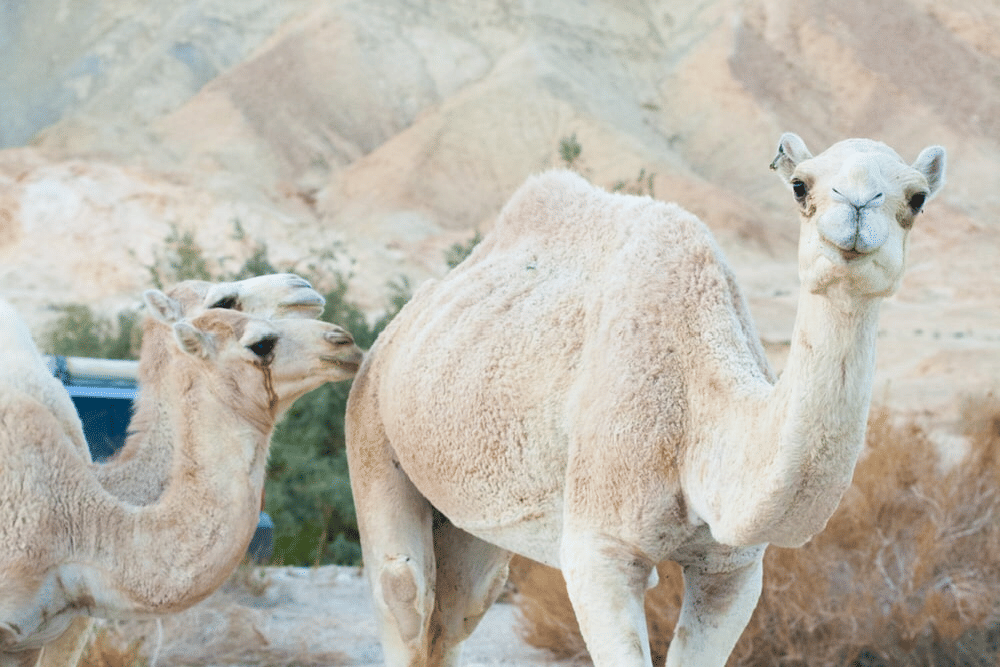 unsplash.com/kambaniramano