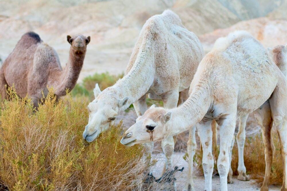 unsplash.com/kambaniramano