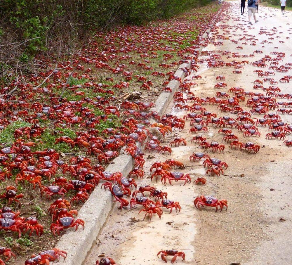 Instagram.com/coateswild