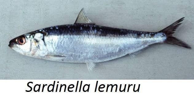 Ilustrasi ikan lemuru. (Fishbase.org)