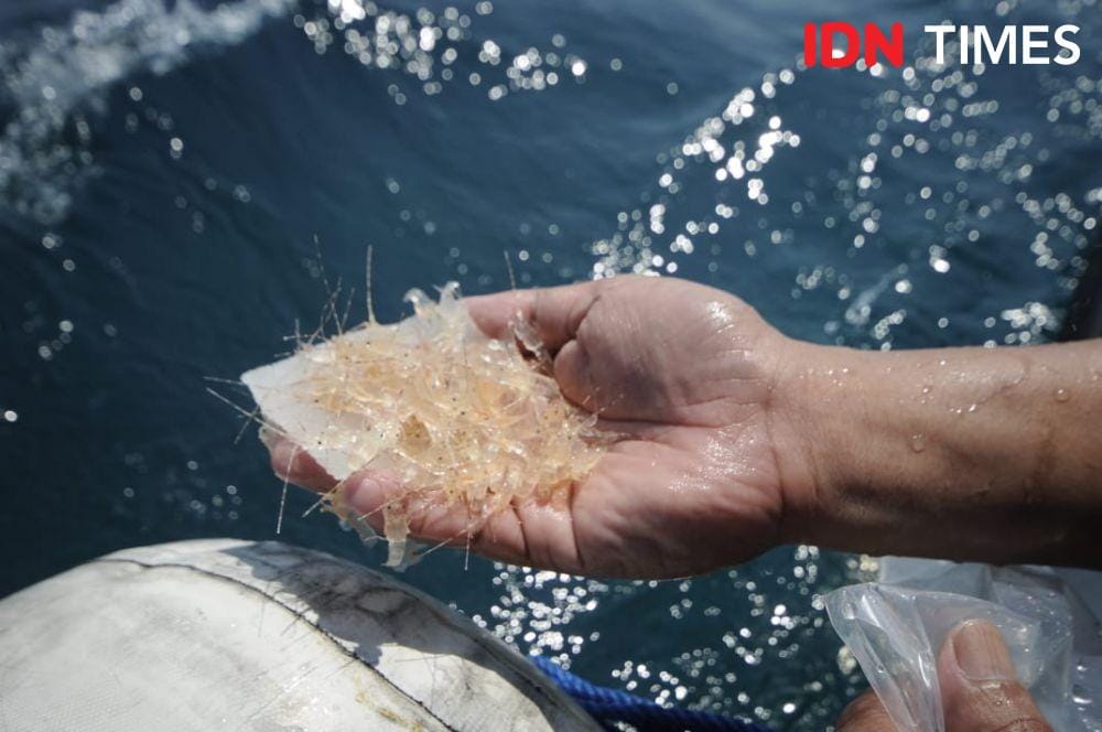 IDN Times/Fariz Fardianto