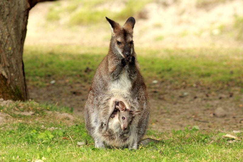 unsplash.com/melanie de coster