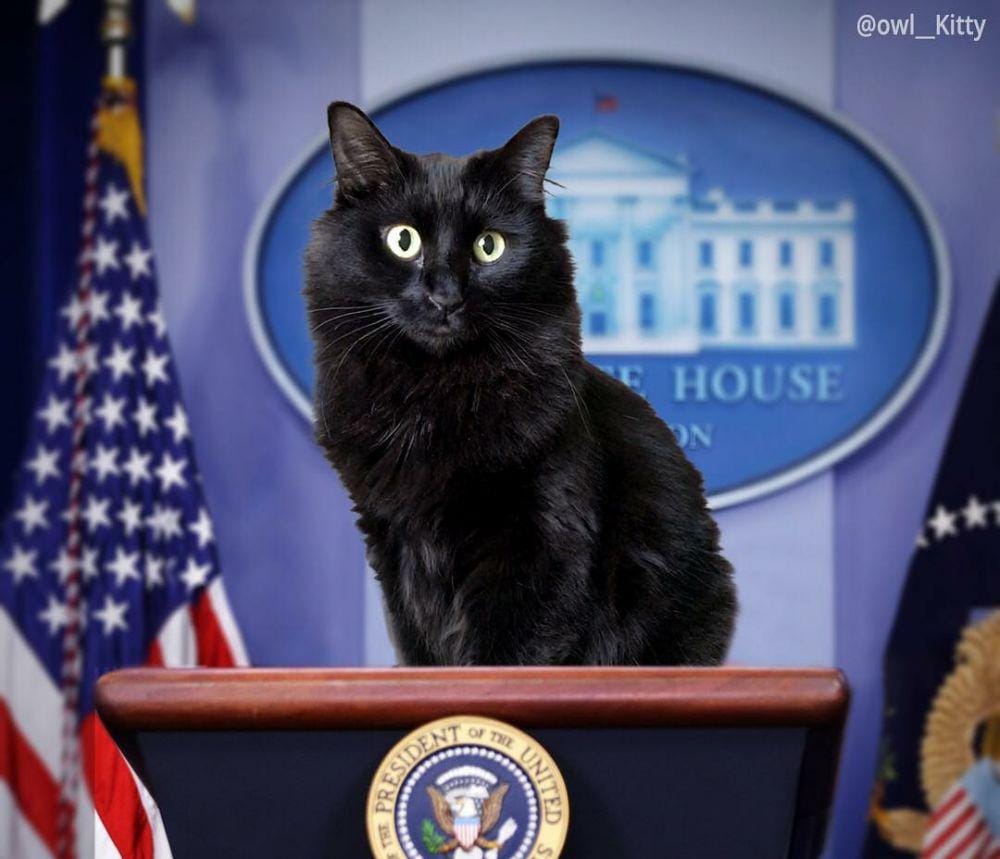 instagram.com/owl__kitty