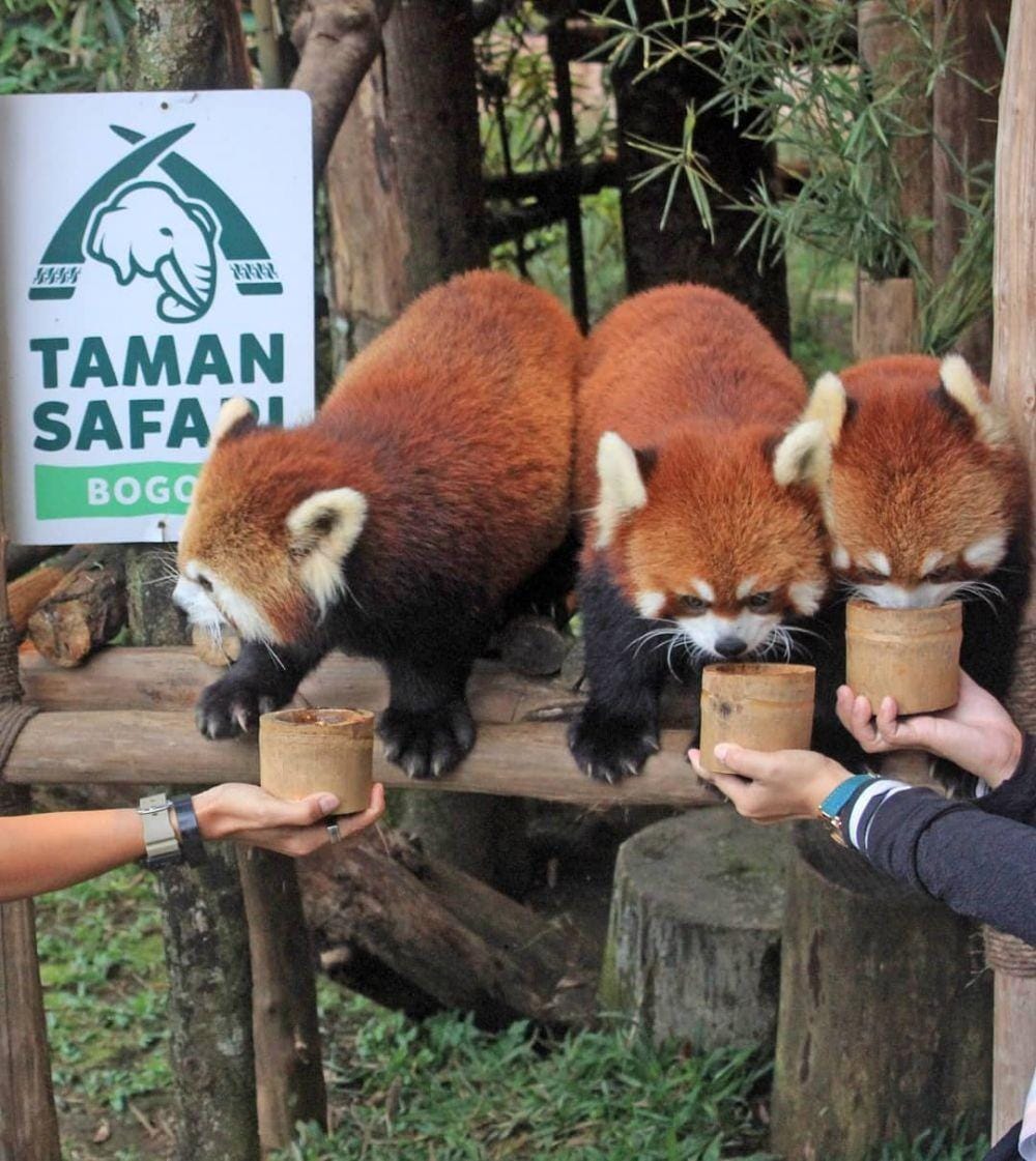 instagram.com/taman_safari
