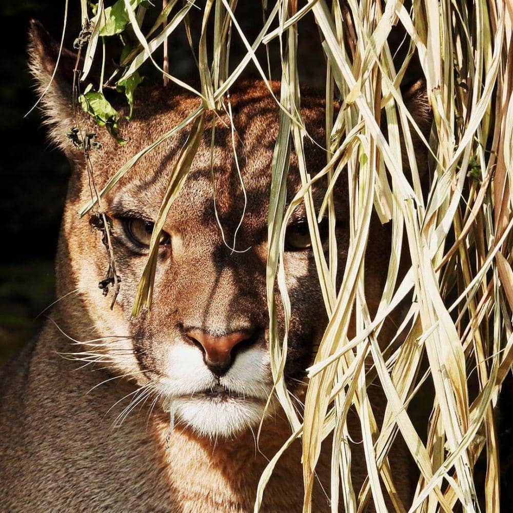 instagram.com/taman_safari