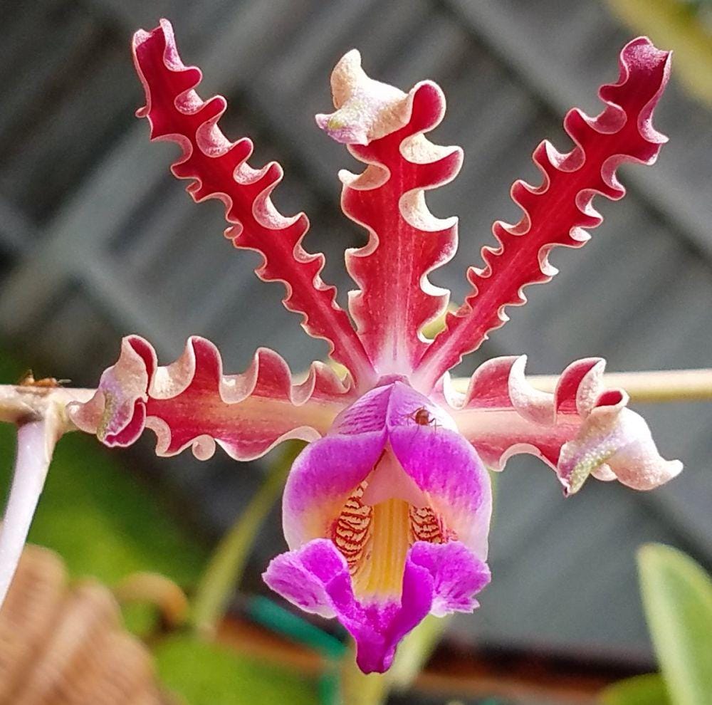 twitter.com/schomburgkia