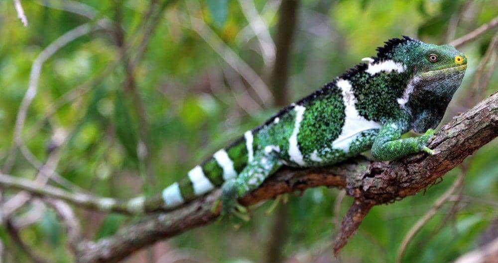 invasivespeciesinitiative.com