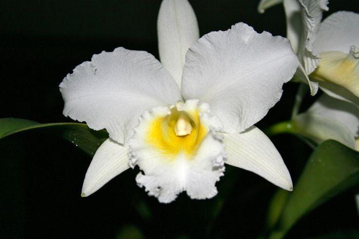sandiorchid.com