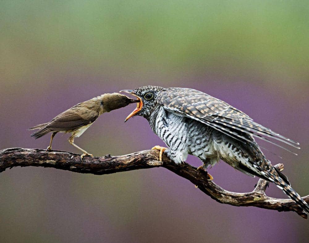 nationalgeographic.com