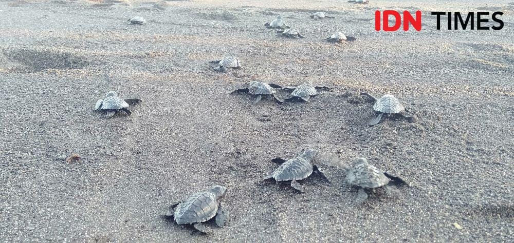 IDN Times/Daruwaskita