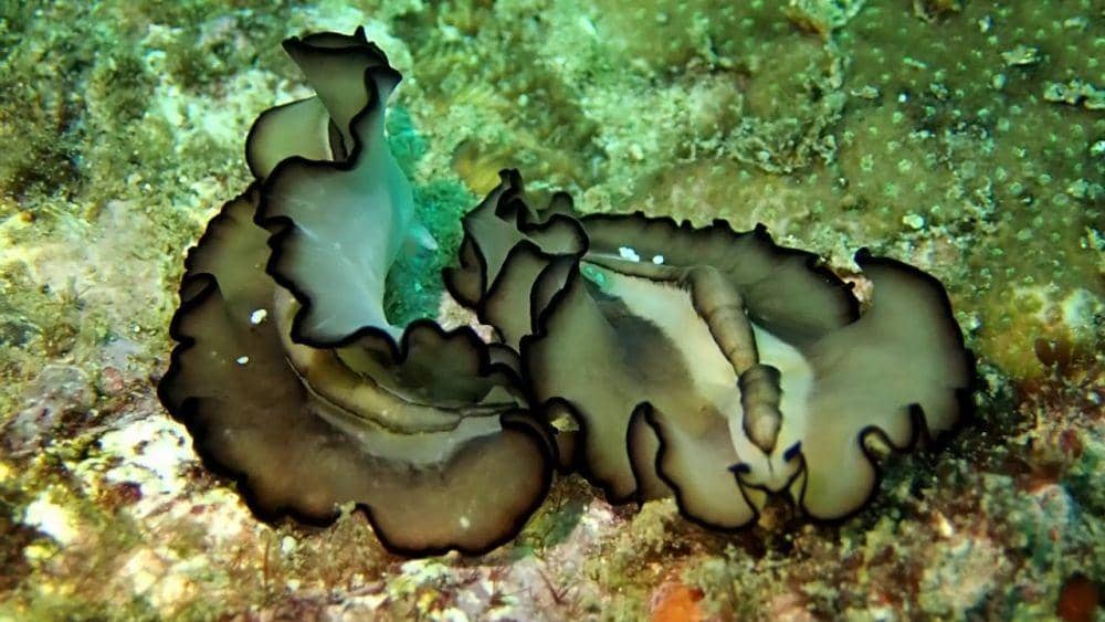 youtube.com Khumron Waipaka