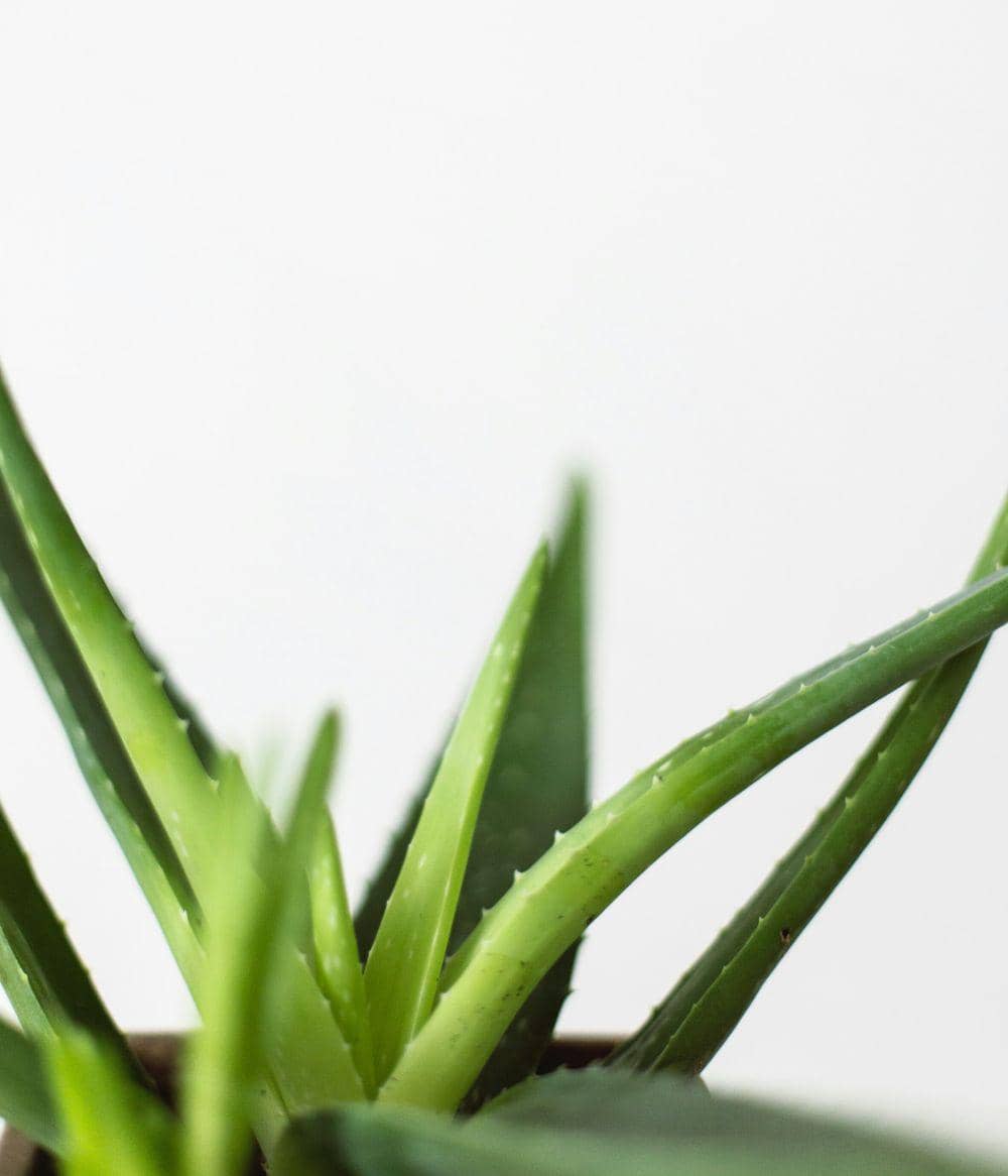 Unsplash.com/kari shea