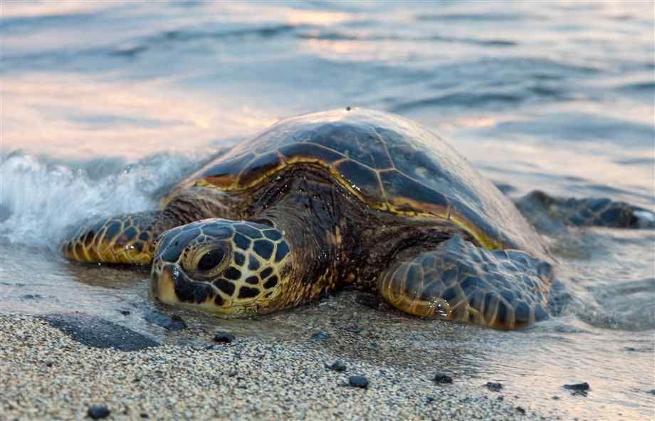 Foto hanya ilustrasi. (holdenbeachnc.com)