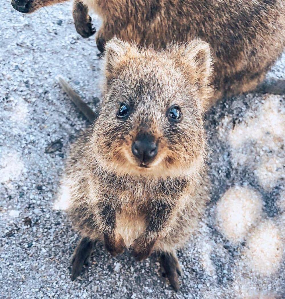 Instagram.com/westernaustralia