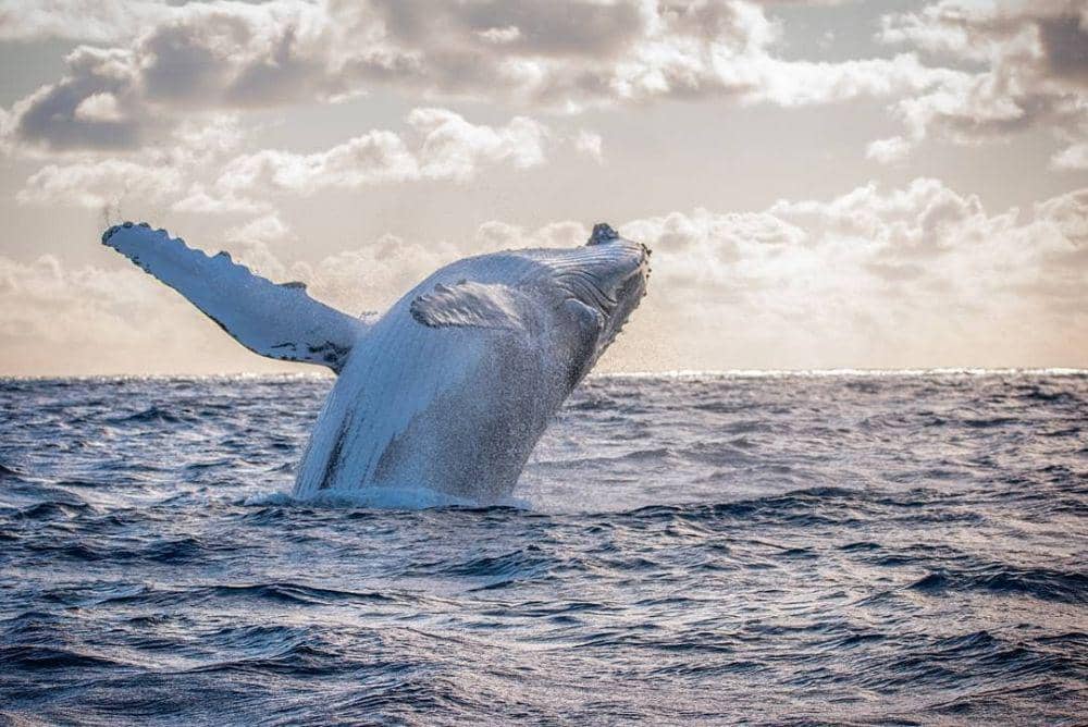 Instagram.com/westernaustralia