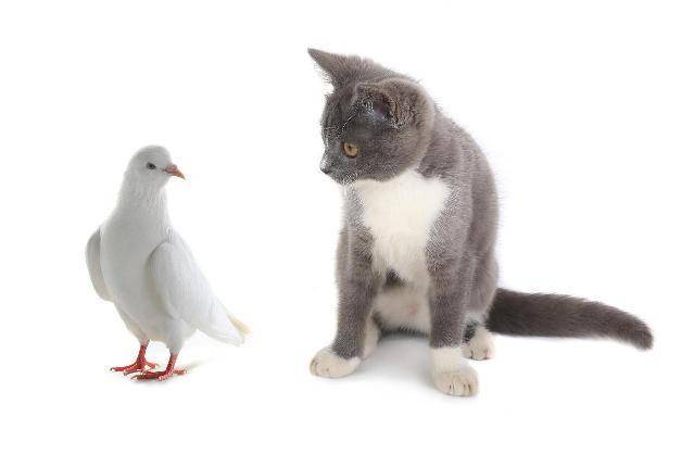 animalwised.com