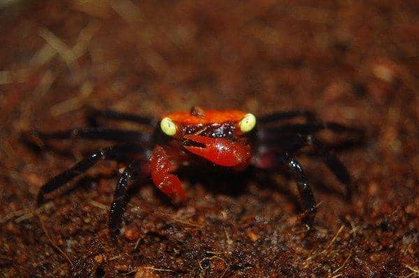 pet.stackexchange.com