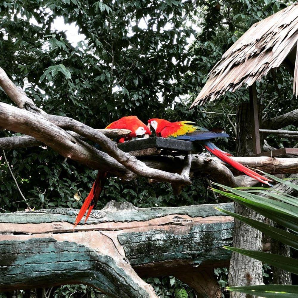 instagram.com/capricornuslove