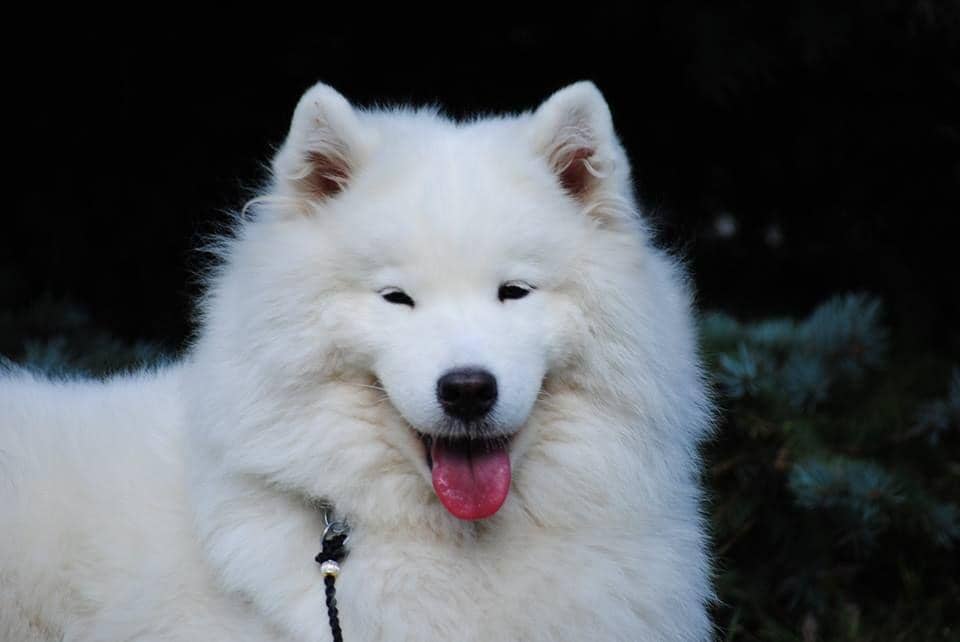 samoyeds.lv