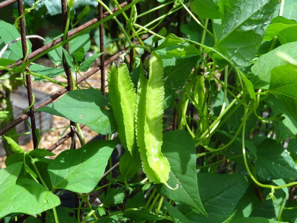 bellingenseedsaversunderground.blogspot.com