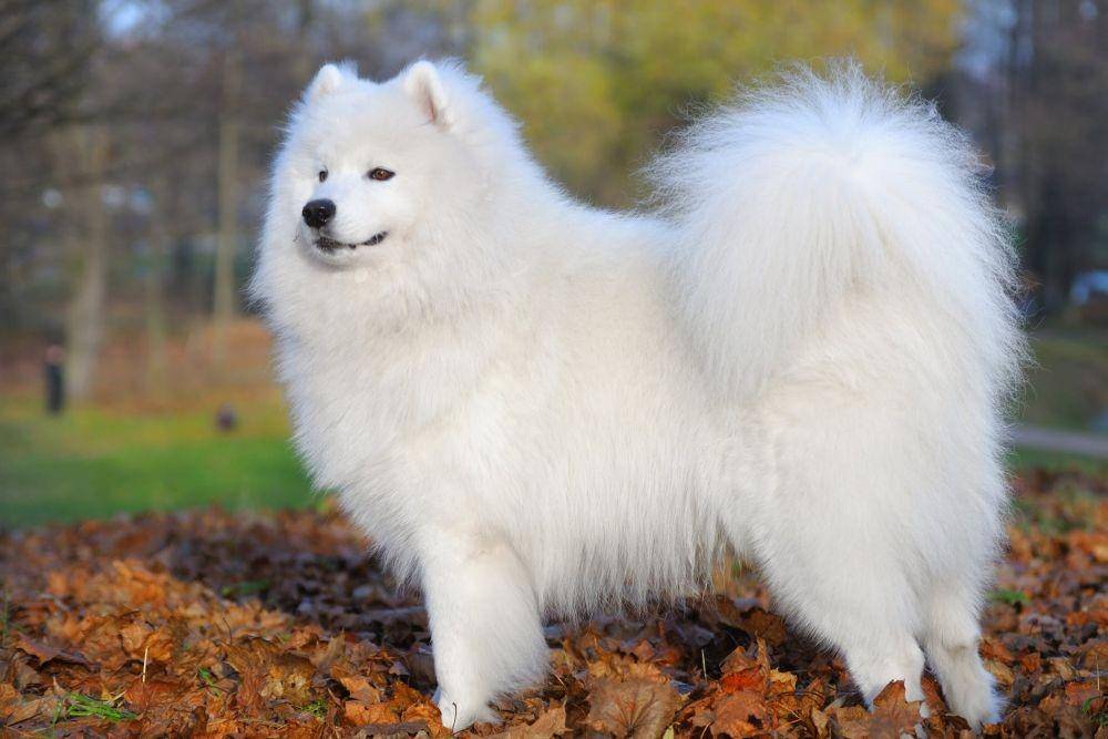 wagwalking.com