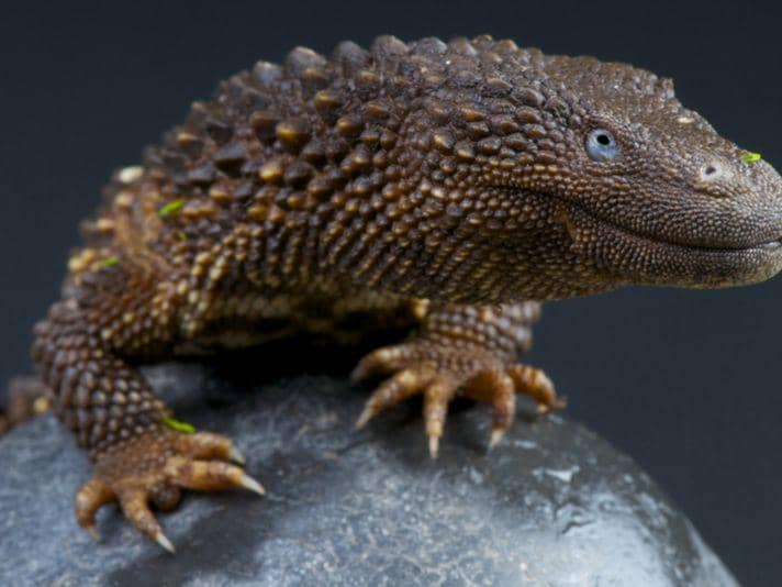 reptilesmagazine.com