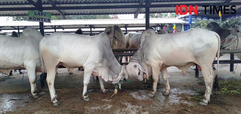 IDN Times/Daruwaskita