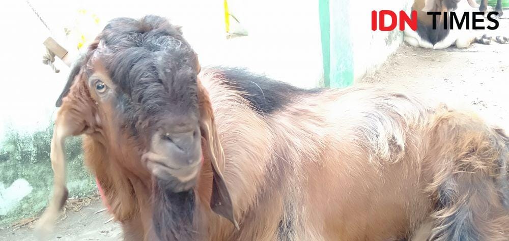 IDN Times/Daruwaskita