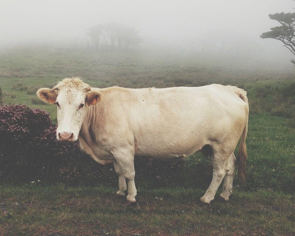 Unsplash.com/Biel Morro