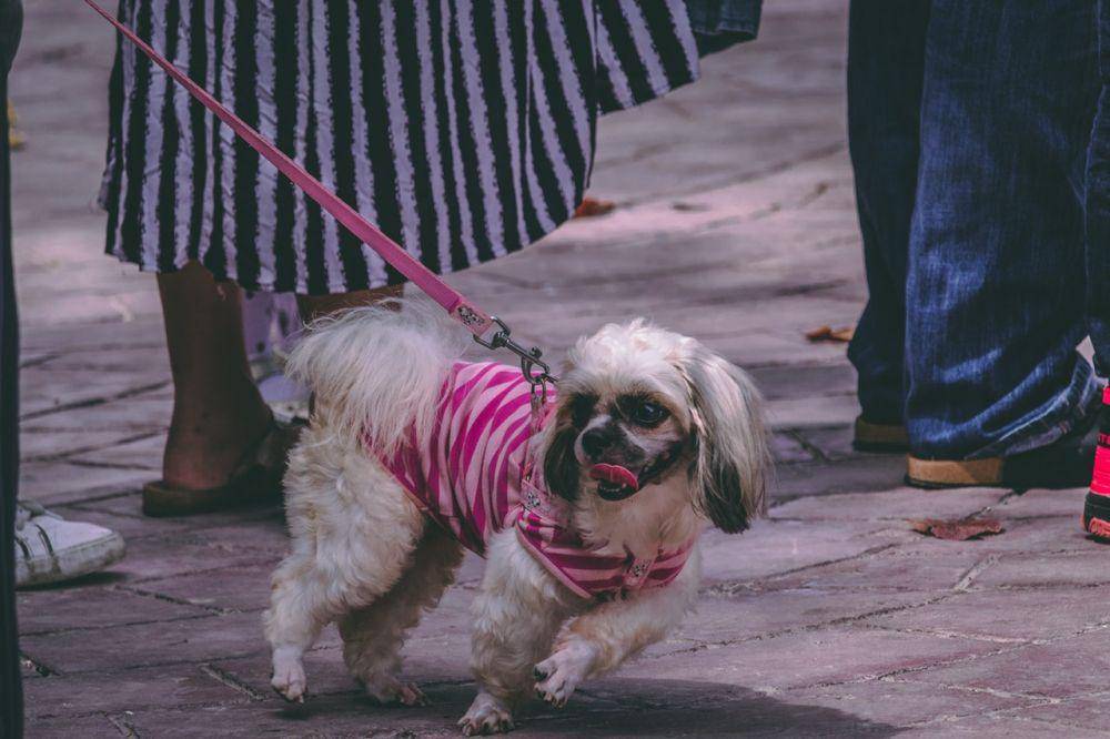 Pexels.com/ muffin
