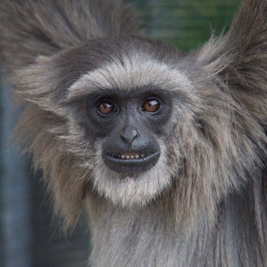 instagram.com/gibbonconservationcenter