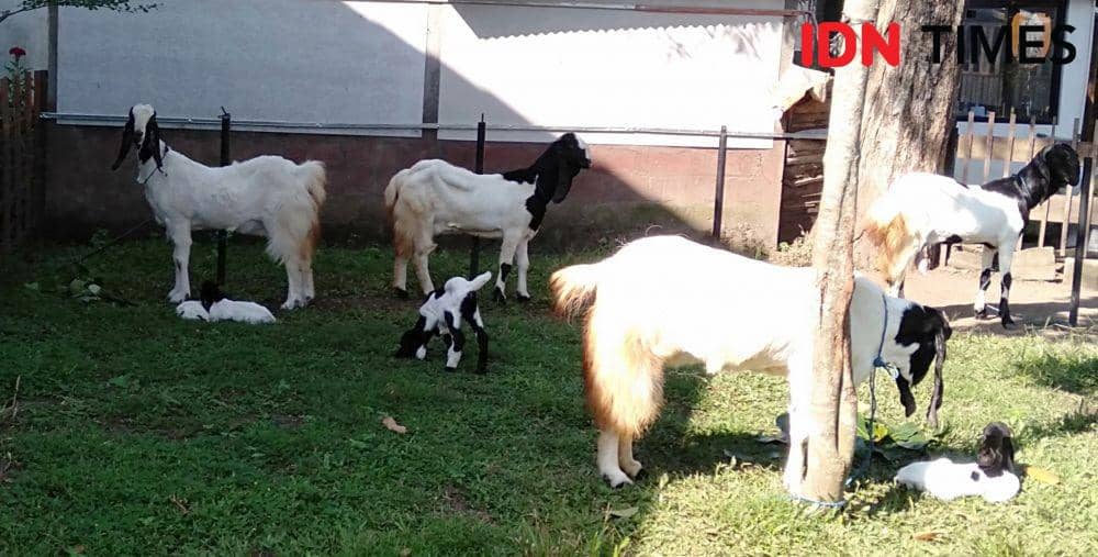 IDN Times/Daruwaskita