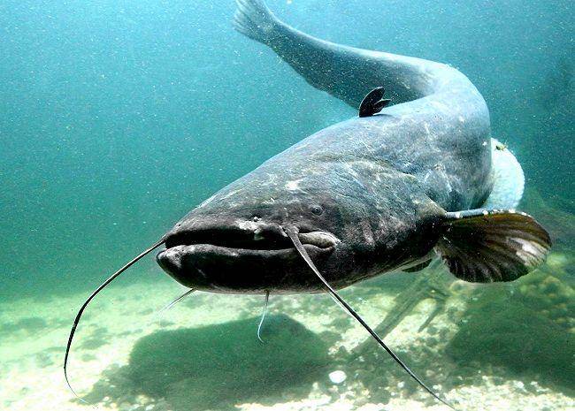 simfisch.de