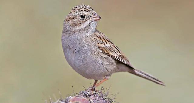 allaboutbirds.org