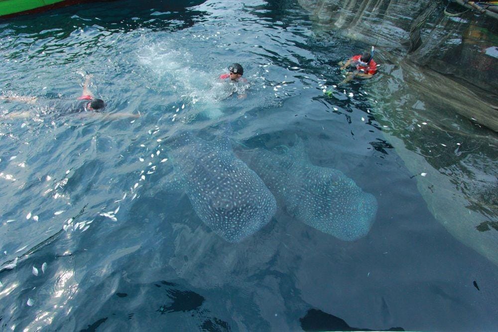 Dok.IDN Times/Istimewa