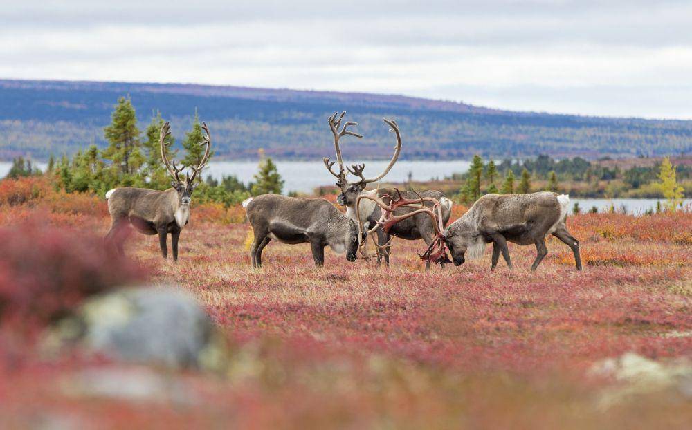 weberarctic.com