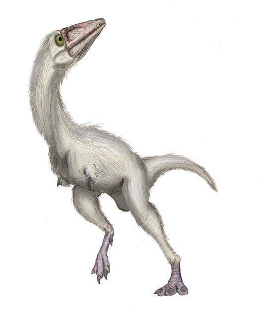 flickr.com/maniraptora/