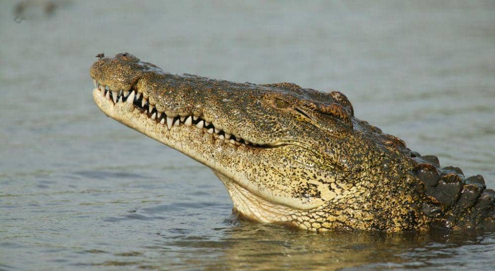 nationalgeographic.com.au