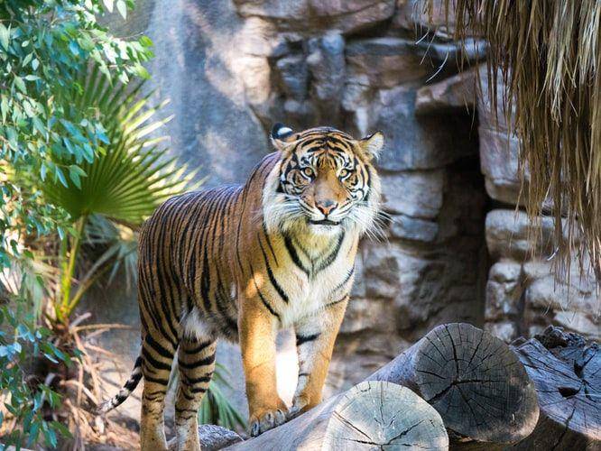 harimau