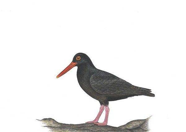 dibird.com