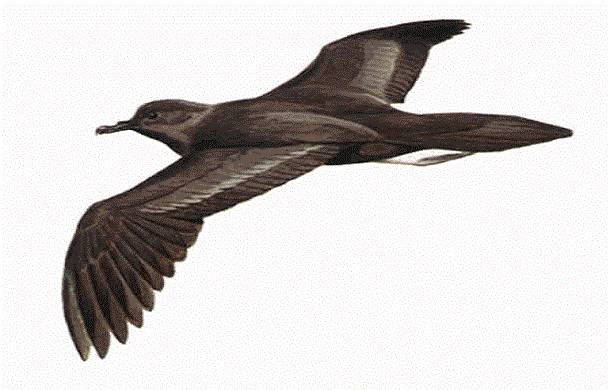 planetofbirds.com/