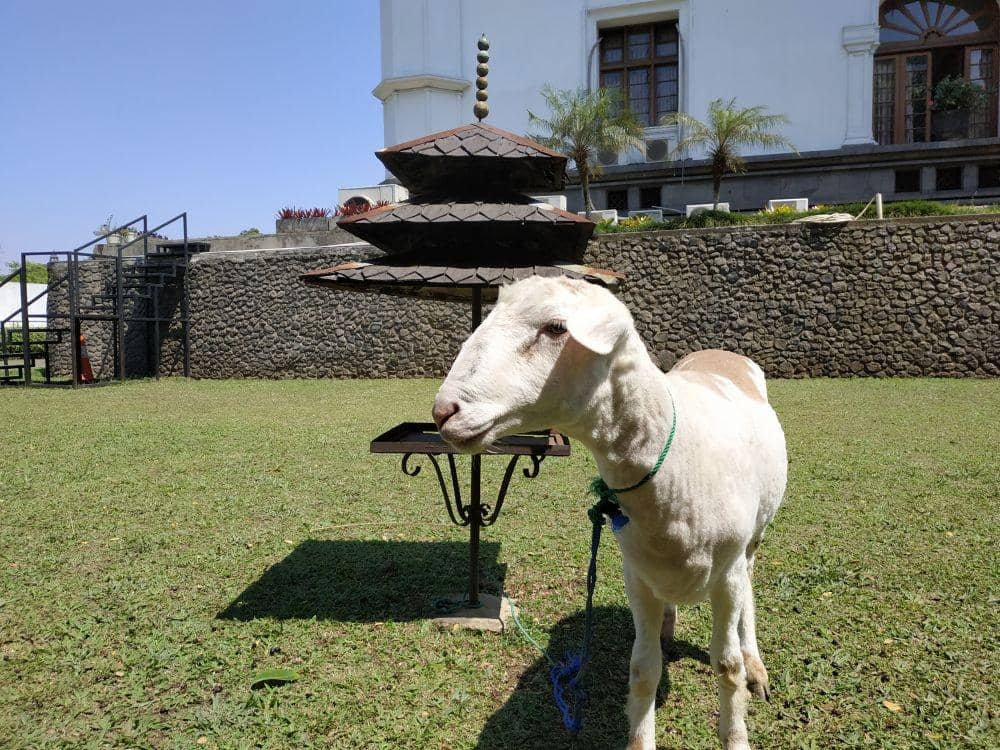 Ilustrasi hewan kurban (IDN Times/Debbie Sutrisno)